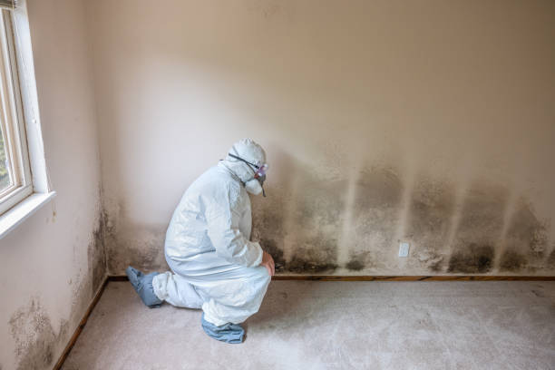 Best Mold Removal Company Near Me  in Lebanon, VA