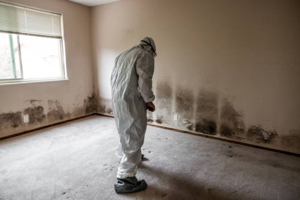Best Toxic Mold Removal  in Lebanon, VA