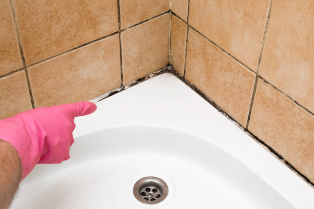 Best Emergency Mold Removal  in Lebanon, VA
